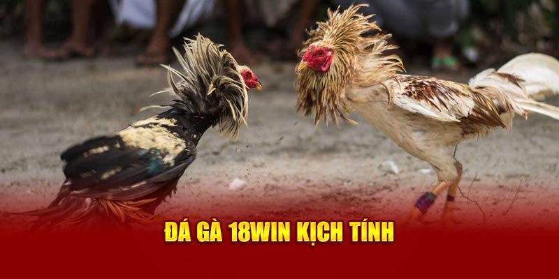 Đá gà 18Win kịch tính